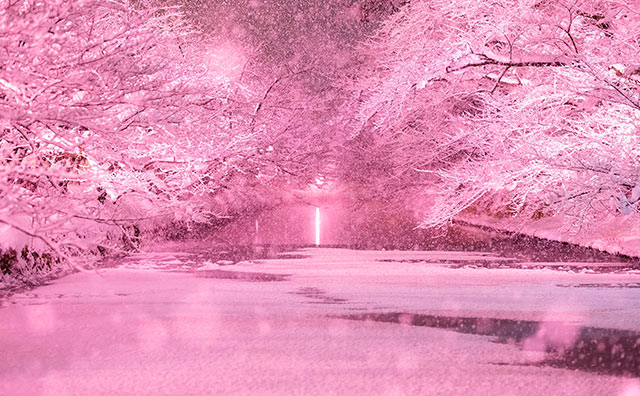 冬に咲くさくらライトアップ