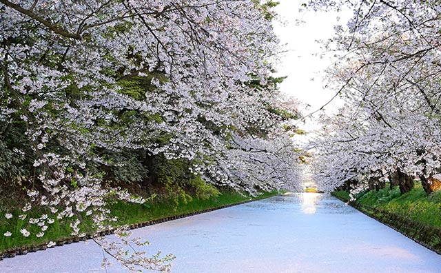 弘前公園　桜の花筏
