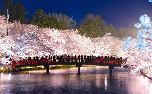 西濠にかかる「春陽橋」の夜桜