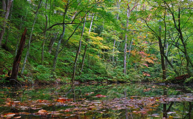 奥入瀬渓流の秋の森 のイメージ