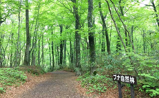 白神山地　ブナ自然林