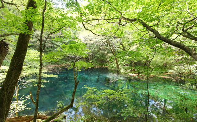 十二湖：沸壺の池