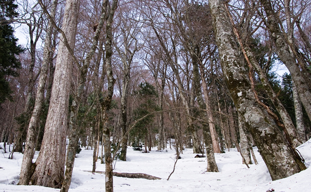 冬の白神山地ブナ林  のイメージ