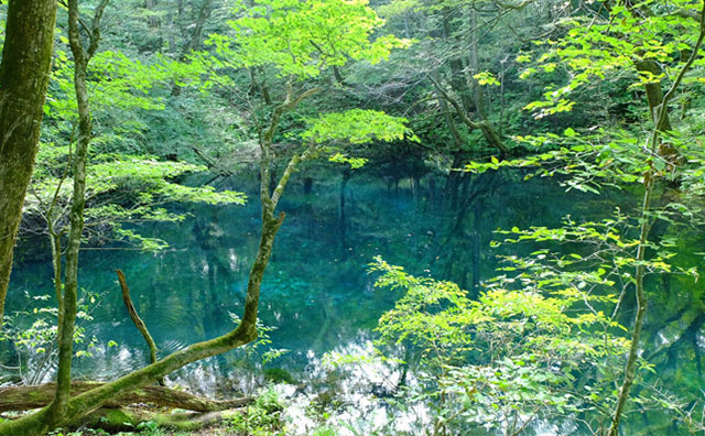 白神山地 十二湖・青池