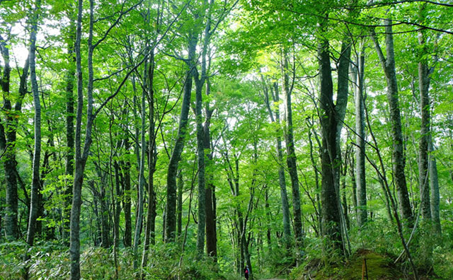 白神山地　ブナ自然林のイメージ