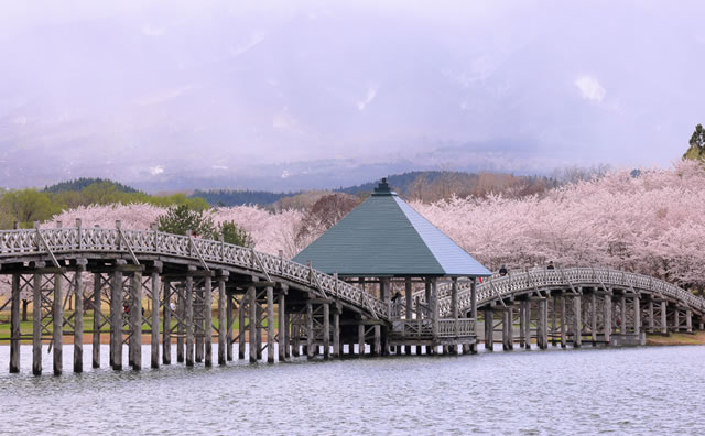 鶴の舞橋と富士見湖パークの桜