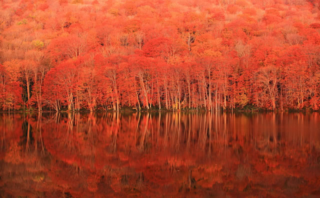 紅葉の蔦沼 のイメージ