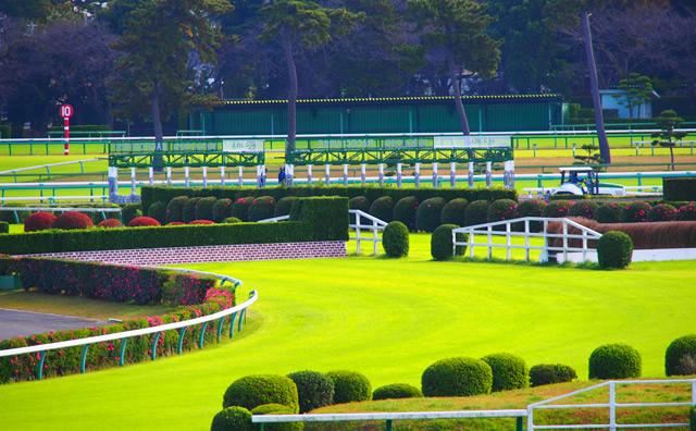 中山競馬場 のイメージ