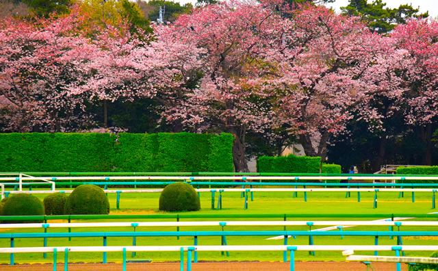 桜咲く中山競馬場
