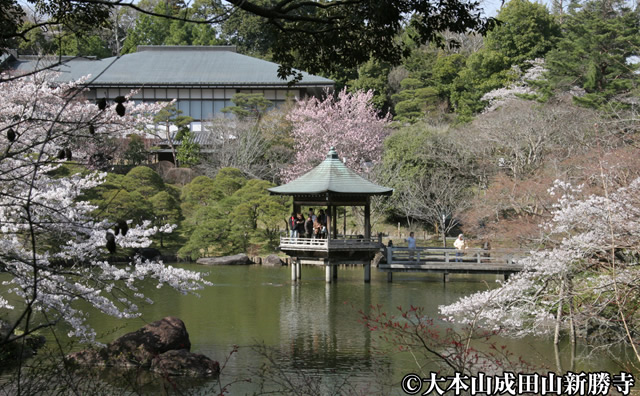 成田山公園 （桜）のイメージ