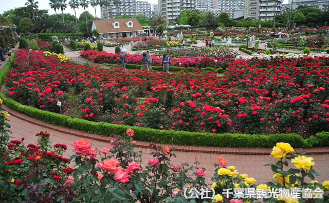 谷津バラ園 のイメージ