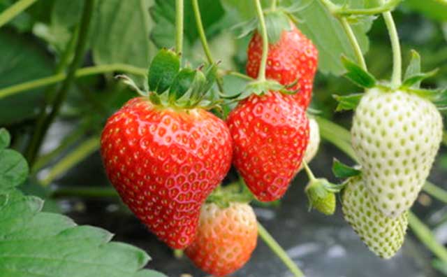 千葉県のおすすめいちご狩りスポットを紹介 美味しいいちごを食べよう びゅうトラベル Jr東日本