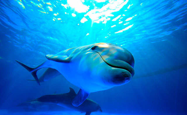 鴨川シーワールド 　イルカのイメージ