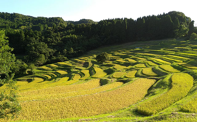 大山千枚田のイメージ