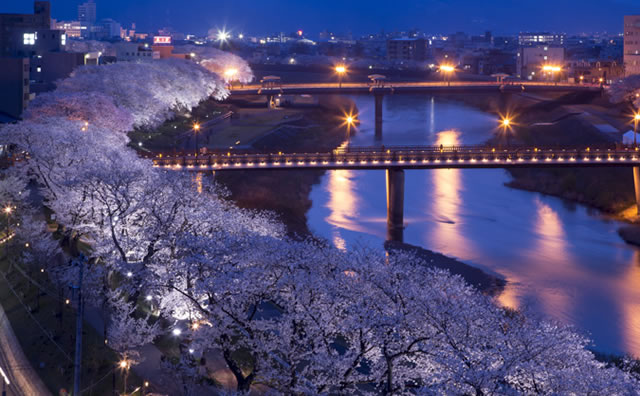 足羽川の桜並木