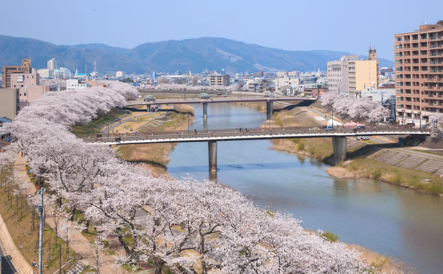 足羽川の桜並木