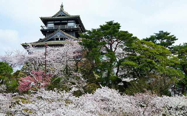 桜が咲いている丸岡城のイメージ