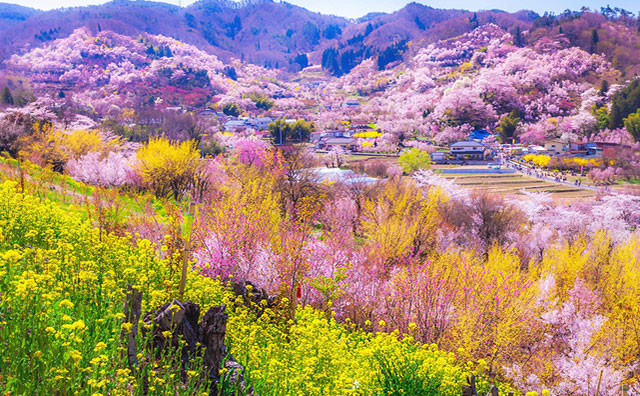 花見山の桜のイメージ