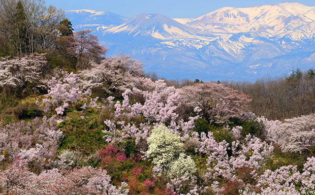 花見山の春のイメージ