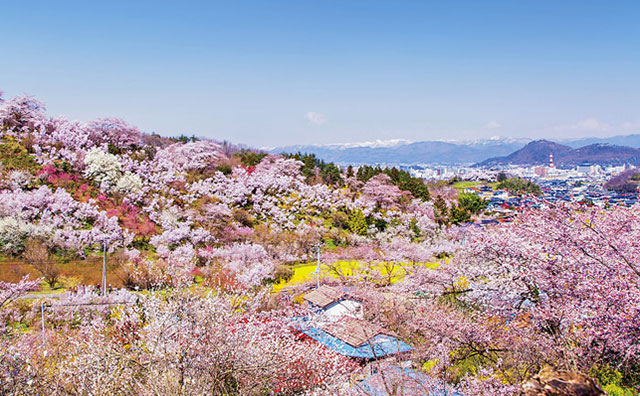 花見山公園