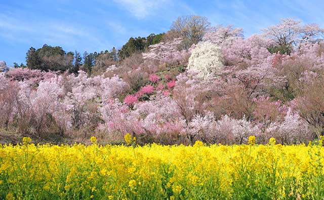 定期観光バスでめぐる　桃源郷花見山と三春滝桜