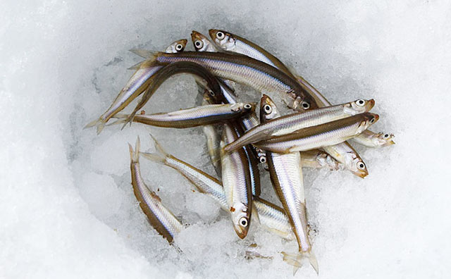 桧原湖　氷上ワカサギ釣り