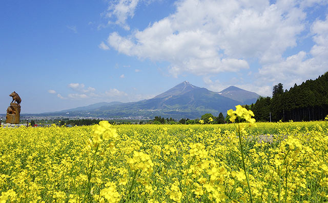 菜の花（開花時期：5月上旬～5月下旬）