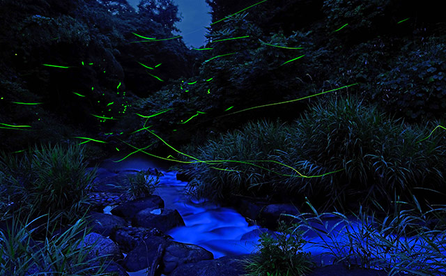 桑折ホタルまつり