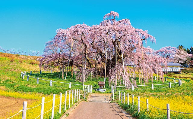 三春滝桜