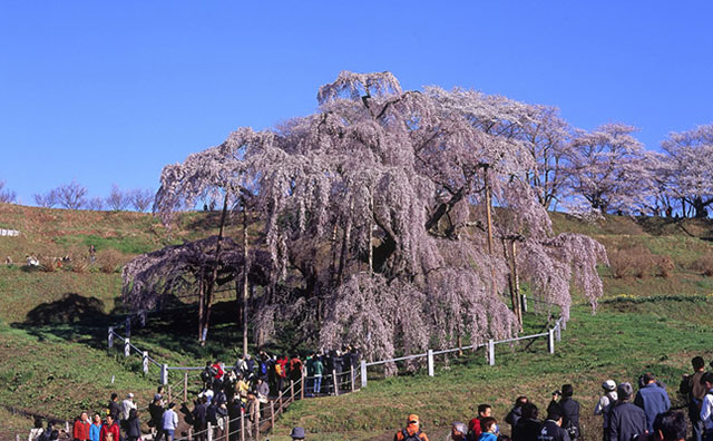 三春滝桜