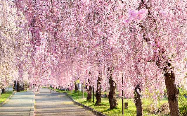 日中線しだれ桜並木