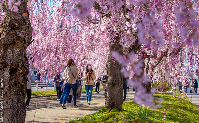 日中線しだれ桜並木