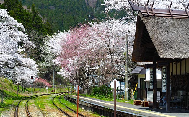 桜マルシェin湯野上温泉駅