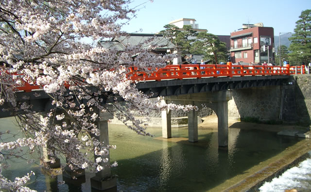 中橋のさくら