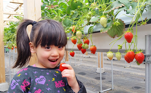 フルーツ狩り 花鑑賞に列車で行く 日帰り旅行 日帰りツアー びゅうトラベル Jr東日本