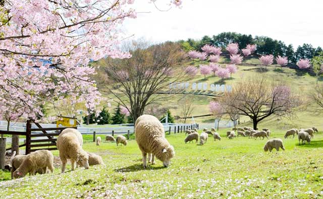 伊香保グリーン牧場