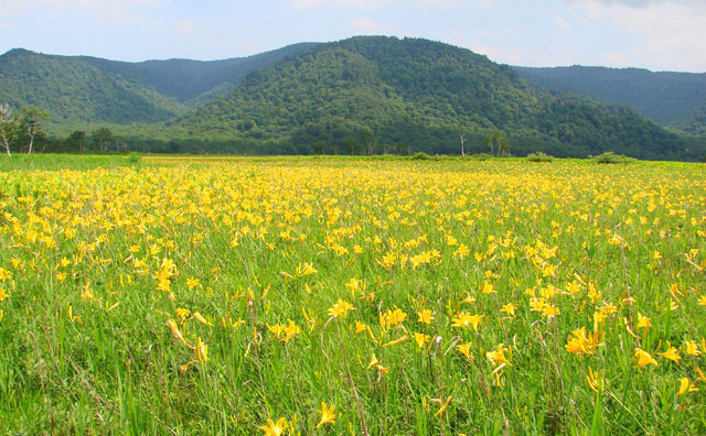 夏の尾瀬国立公園のイメージ