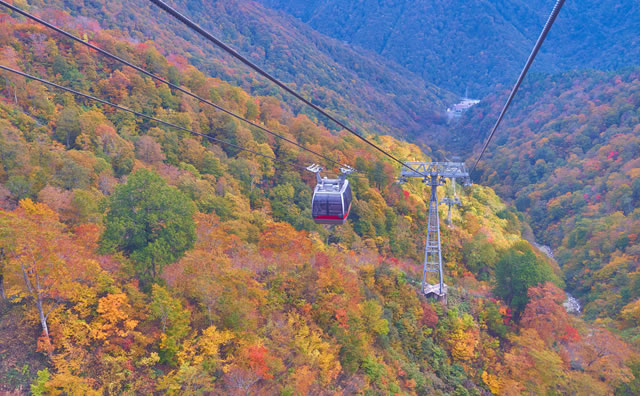 紅葉の谷川岳ロープウェイ のイメージ