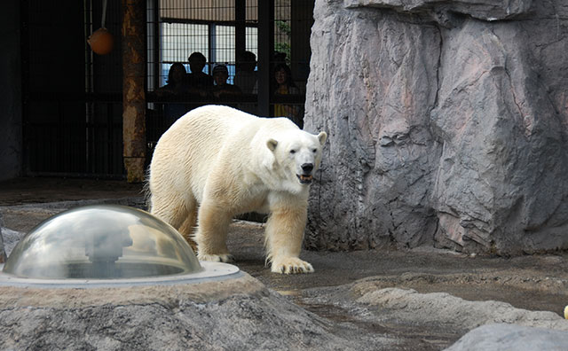 旭山動物園のシロクマ