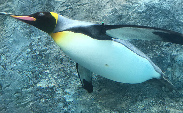 旭山動物園　ペンギンのイメージ