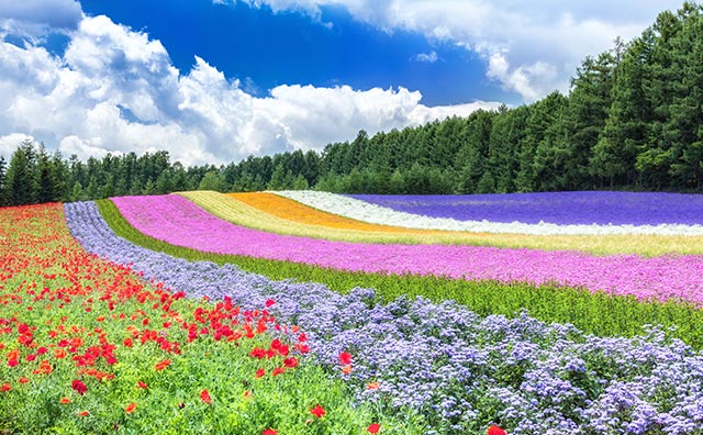 ファーム富田　彩りの畑のイメージ