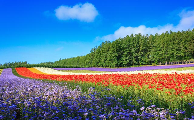 ファーム富田　彩りの畑のイメージ