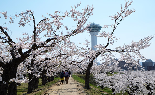 五稜郭の桜