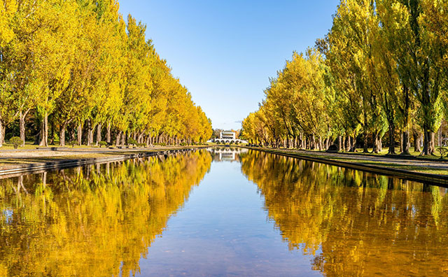 前田森林公園　ポプラ並木