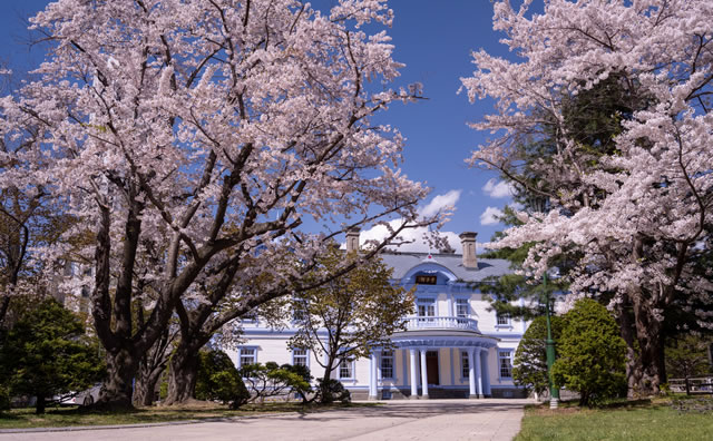 中島公園のさくら