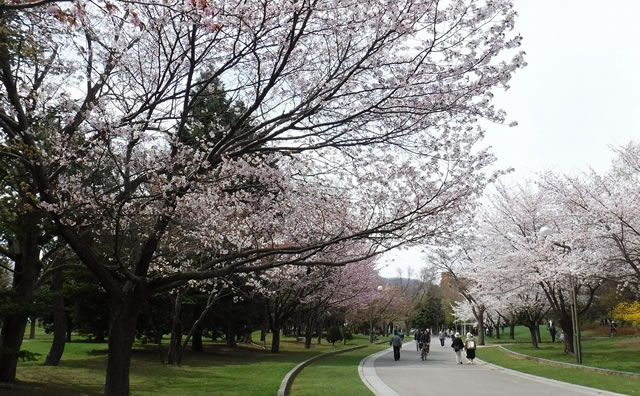 中島公園のさくら