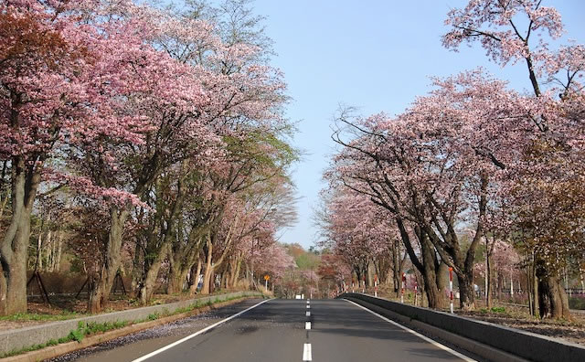 登別桜並木