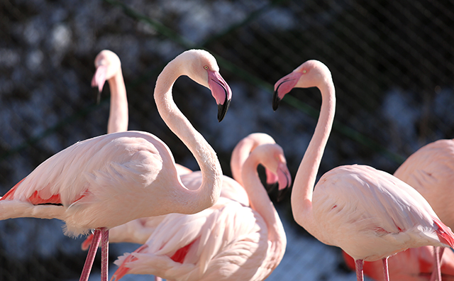 おびひろ動物園　フラミンゴ