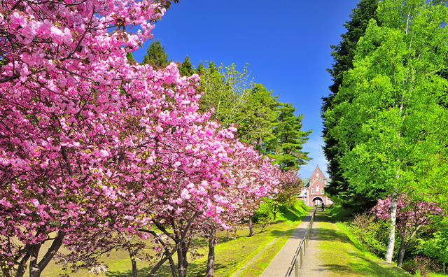トラピスト修道院　桜