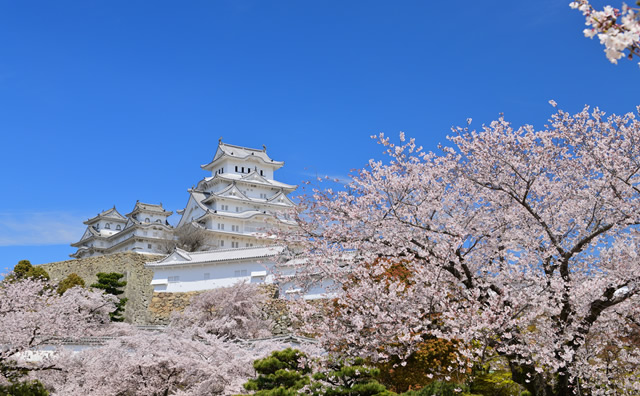 満開の桜と姫路城のイメージ